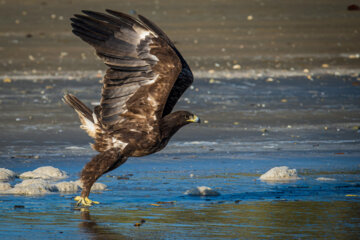 روز جهانی پرندگان مهاجر -عقاب