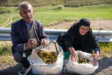 La récolte d’une sorte de l'artichaut dans le sud-ouest de l’Iran 