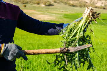 La récolte d’une sorte de l'artichaut dans le sud-ouest de l’Iran