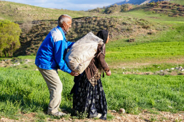 La récolte d’une sorte de l'artichaut dans le sud-ouest de l’Iran 