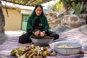 La récolte d’une sorte de l'artichaut dans le sud-ouest de l’Iran 