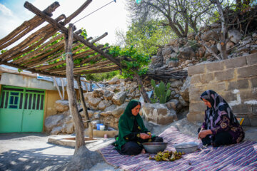 La récolte d’une sorte de l'artichaut dans le sud-ouest de l’Iran 