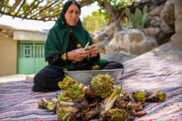 La récolte d’une sorte de l'artichaut dans le sud-ouest de l’Iran 