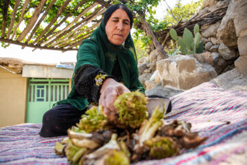 La récolte d’une sorte de l'artichaut dans le sud-ouest de l’Iran 