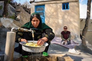 La récolte d’une sorte de l'artichaut dans le sud-ouest de l’Iran 