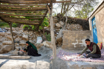 La récolte d’une sorte de l'artichaut dans le sud-ouest de l’Iran 