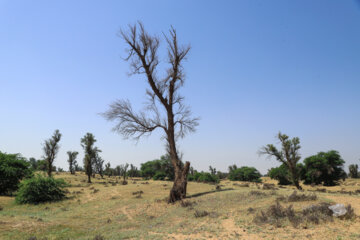 جنگل الباجی در سایه دلالان چوب