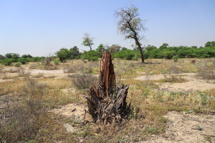 خشکاندن تدریجی درختان هیرکانی + فیلم