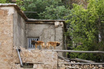 روستای قلات - شیراز