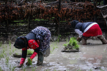 Festival de plantation de riz dans le nord de l'Iran