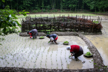 Festival de plantation de riz dans le nord de l'Iran