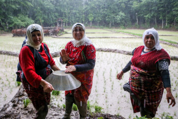 Festival de plantation de riz dans le nord de l'Iran