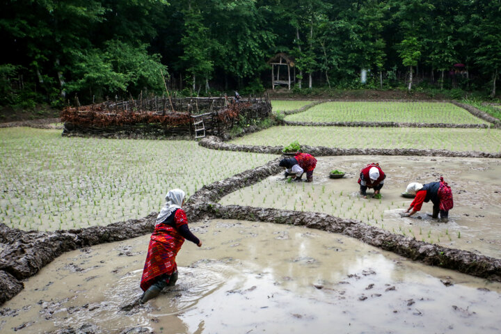 گندم قربانی برنج