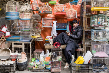 بازار پرنده فروشان کابل 