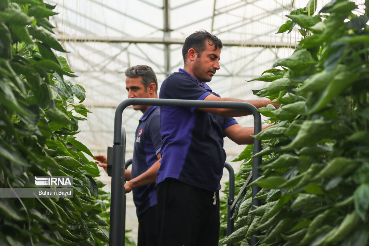 افزایش ۳۳ درصدی ارزش تولیدات کشاورزی در آذربایجان شرقی