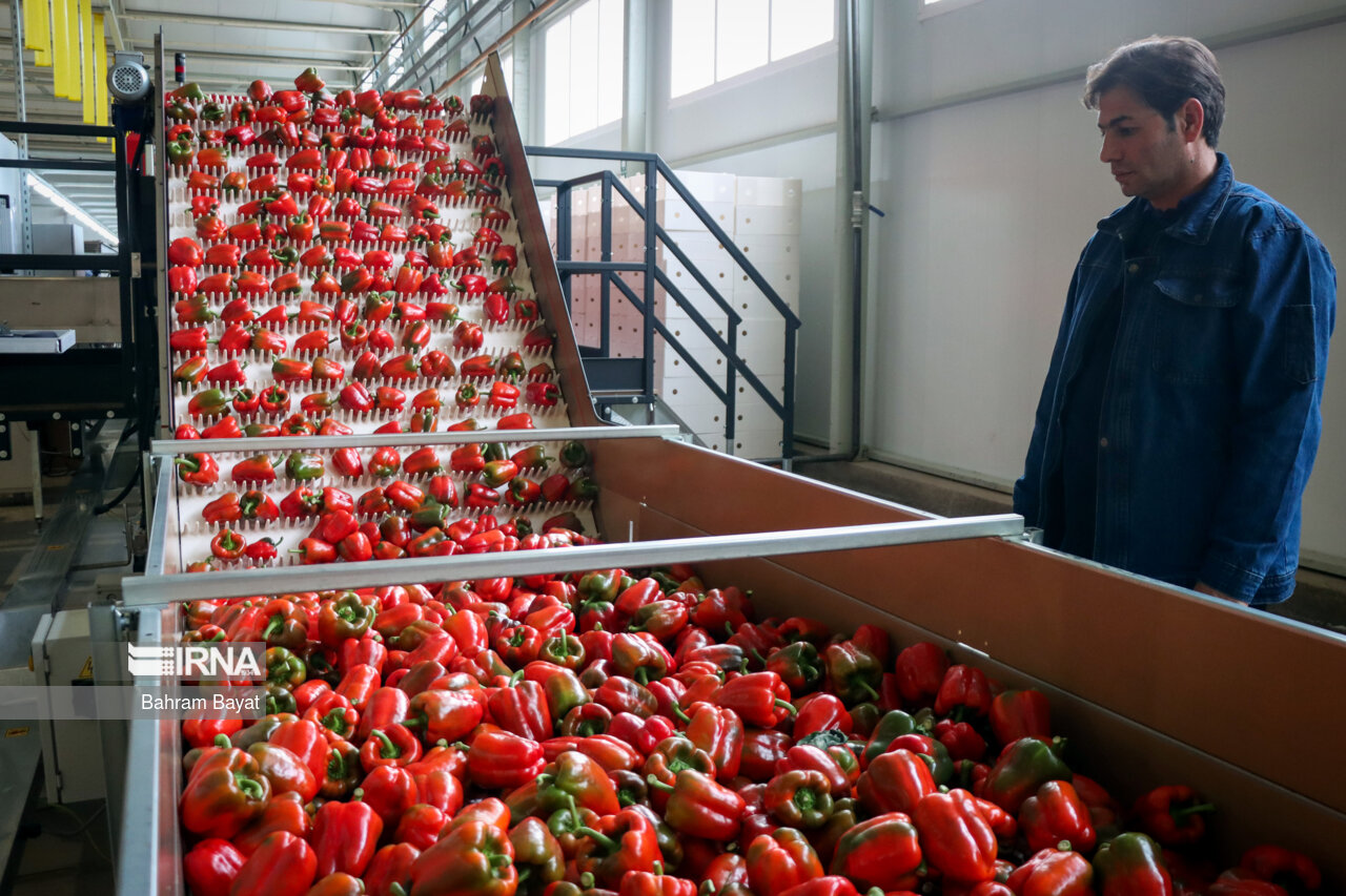 ۴۶ طرح تولیدی و عمرانی کشاورزی استان اردبیل به بهره‌برداری می‌رسد