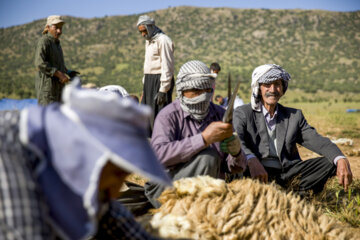 Sheep wool shearing by nomads