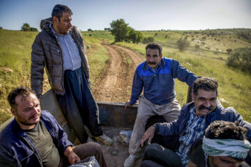 Sheep wool shearing by nomads