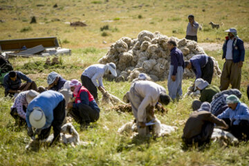 Sheep wool shearing by nomads