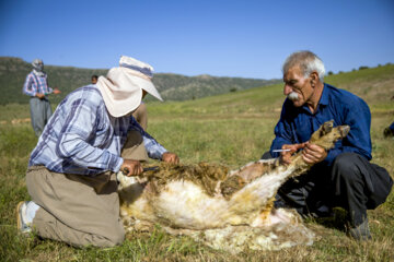 Sheep wool shearing by nomads