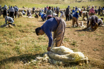 Sheep wool shearing by nomads