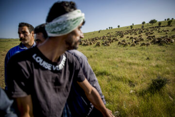 Sheep wool shearing by nomads