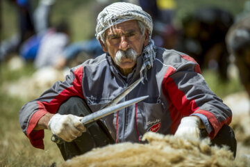 Sheep wool shearing by nomads