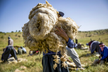 Sheep wool shearing by nomads