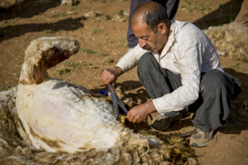 Sheep wool shearing by nomads