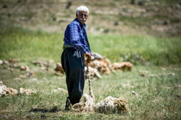 Sheep wool shearing by nomads