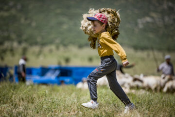 Sheep wool shearing by nomads