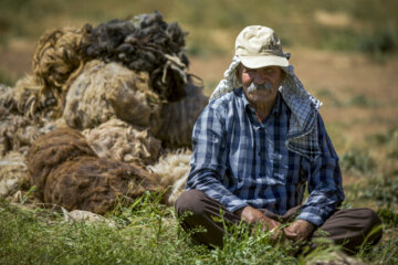 Sheep wool shearing by nomads