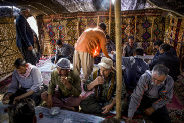 Sheep wool shearing by nomads