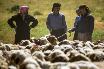 Sheep wool shearing by nomads