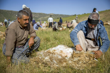 Sheep wool shearing by nomads