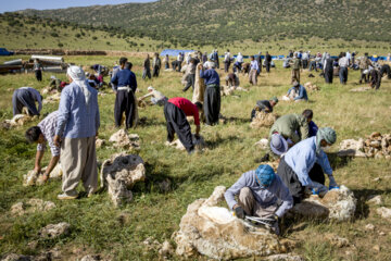 Sheep wool shearing by nomads