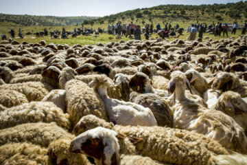 Sheep wool shearing by nomads