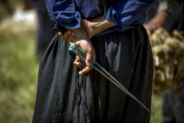 Sheep wool shearing by nomads