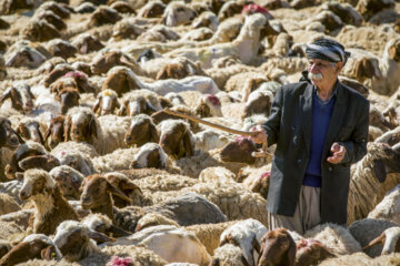 Sheep wool shearing by nomads
