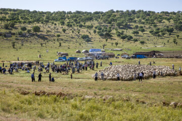 Sheep wool shearing by nomads