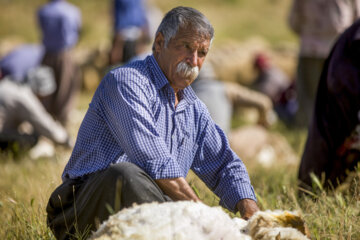 Sheep wool shearing by nomads