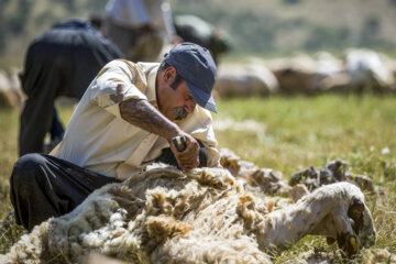 Sheep wool shearing by nomads