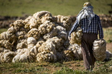 Sheep wool shearing by nomads