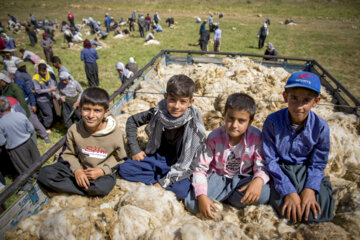 Sheep wool shearing by nomads