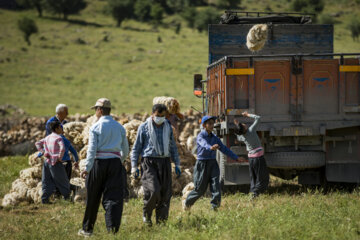 Sheep wool shearing by nomads