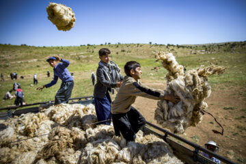 Sheep wool shearing by nomads