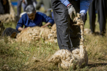 Sheep wool shearing by nomads