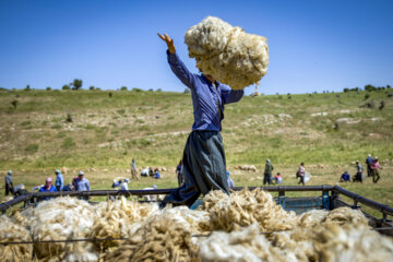 Sheep wool shearing by nomads