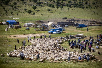 Sheep wool shearing by nomads