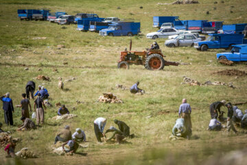 Sheep wool shearing by nomads